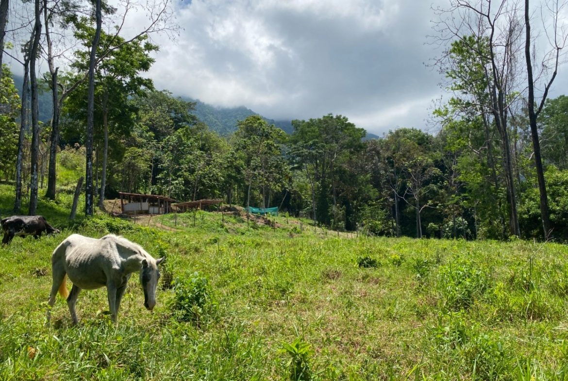 Development Opportunity in Ojochal – 22 Acres