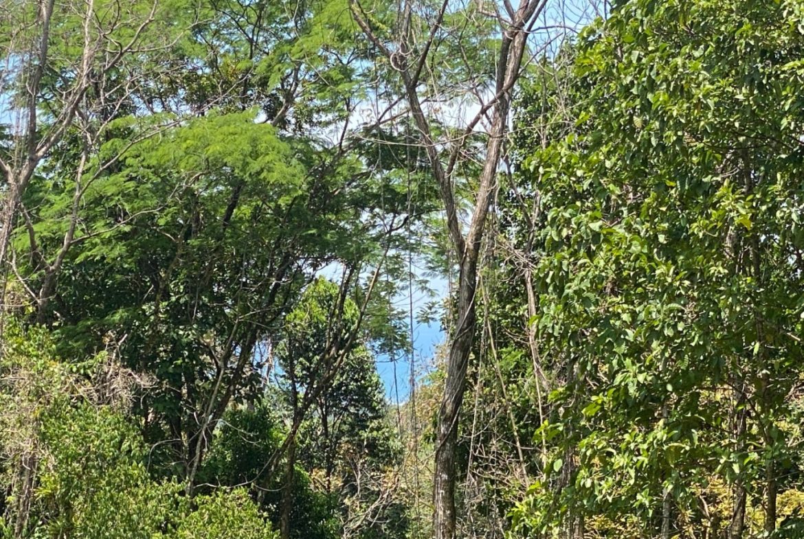 Development Opportunity in Ojochal – 22 Acres
