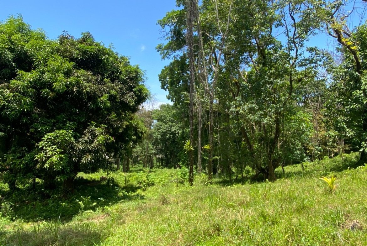 Development Opportunity in Ojochal – 22 Acres
