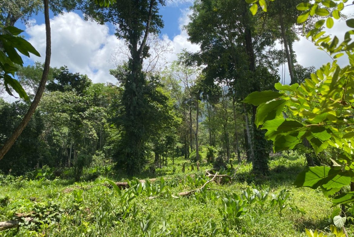 Development Opportunity in Ojochal – 22 Acres
