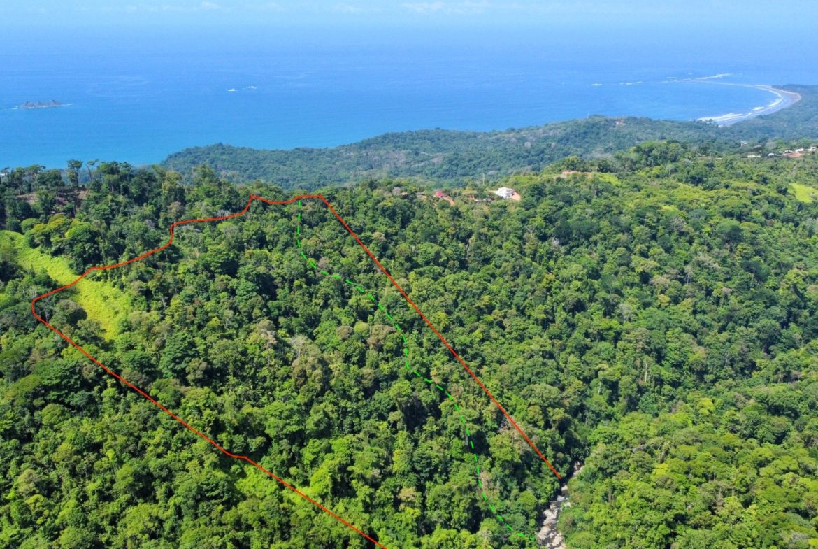 JUNGLE DREAMS FARM: WHERE NATURE MEETS SERENITY – 20 ACRES