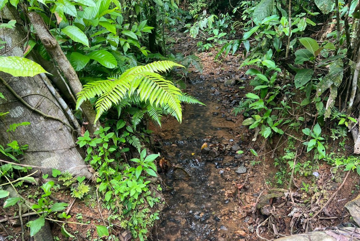 BEAUTIFUL MOUNTAIN VIEW FARM WITH MANY WATER SOURCES AND MANY BUILDING AREAS – 41 ACRES