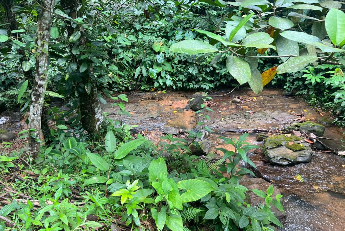 BEAUTIFUL MOUNTAIN VIEW FARM WITH MANY WATER SOURCES AND MANY BUILDING AREAS – 41 ACRES