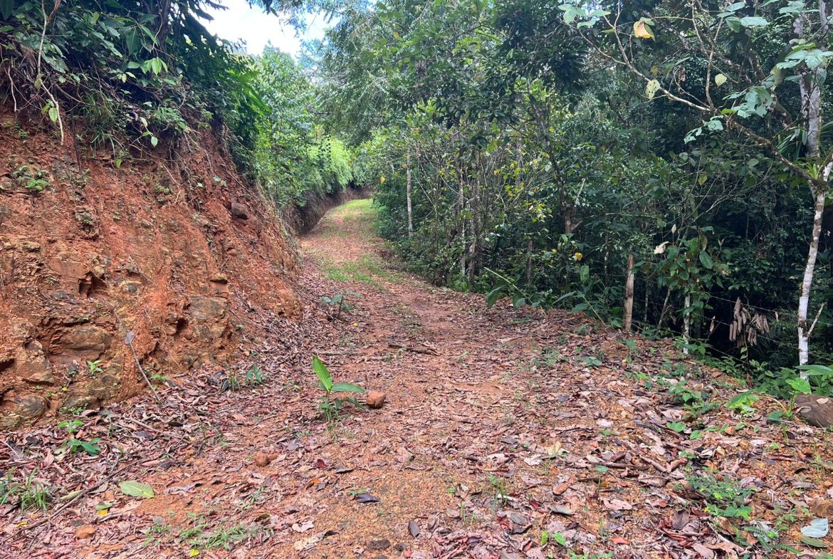 BEAUTIFUL MOUNTAIN VIEW FARM WITH MANY WATER SOURCES AND MANY BUILDING AREAS – 41 ACRES