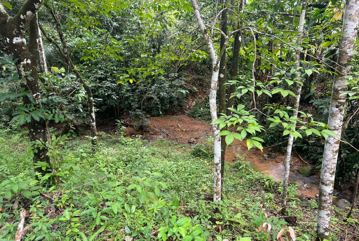 BEAUTIFUL MOUNTAIN VIEW FARM WITH MANY WATER SOURCES AND MANY BUILDING AREAS – 41 ACRES