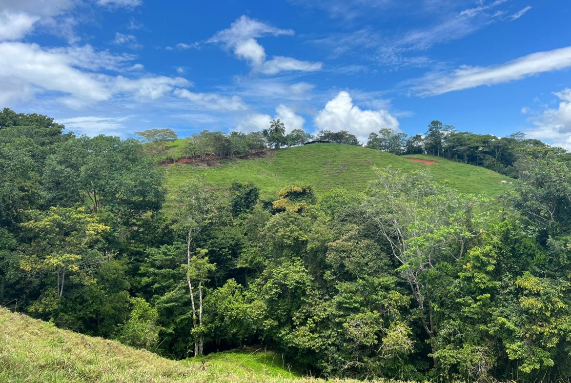 BEAUTIFUL MOUNTAIN VIEW FARM WITH MANY WATER SOURCES AND MANY BUILDING AREAS – 41 ACRES