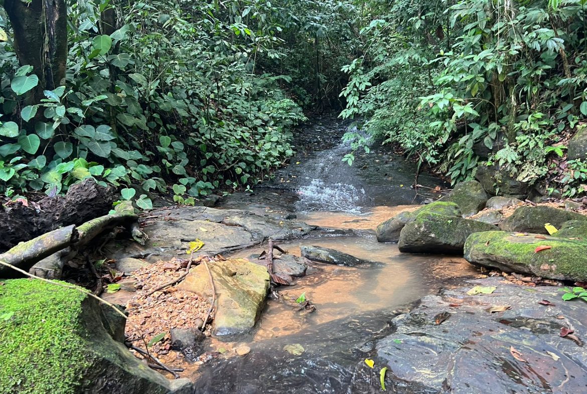 BEAUTIFUL MOUNTAIN VIEW FARM WITH MANY WATER SOURCES AND MANY BUILDING AREAS – 41 ACRES