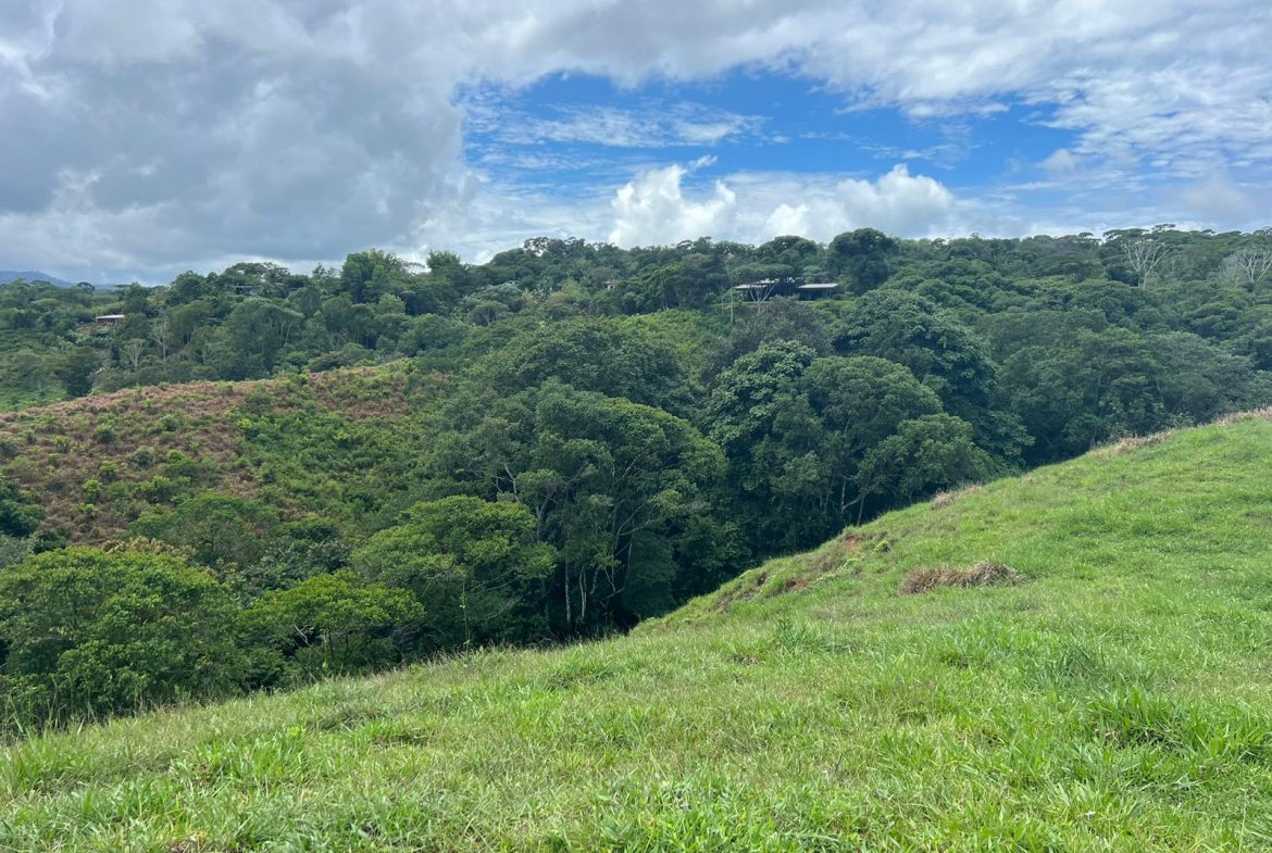 BEAUTIFUL MOUNTAIN VIEW FARM WITH MANY WATER SOURCES AND MANY BUILDING AREAS – 41 ACRES