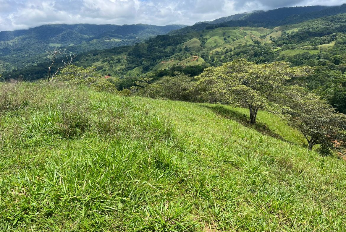BEAUTIFUL MOUNTAIN VIEW FARM WITH MANY WATER SOURCES AND MANY BUILDING AREAS – 41 ACRES