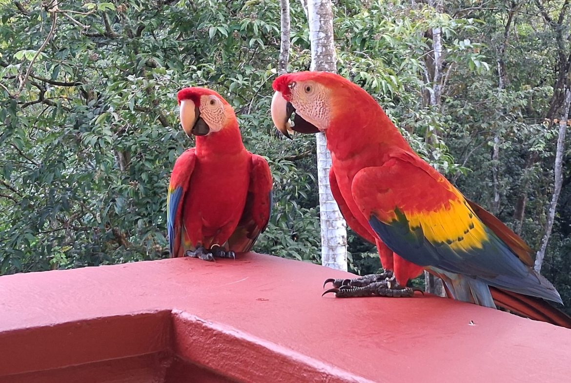 CASA MARIPOSA CONDOMINIUM IN THE HEART OF MANUEL ANTONIO