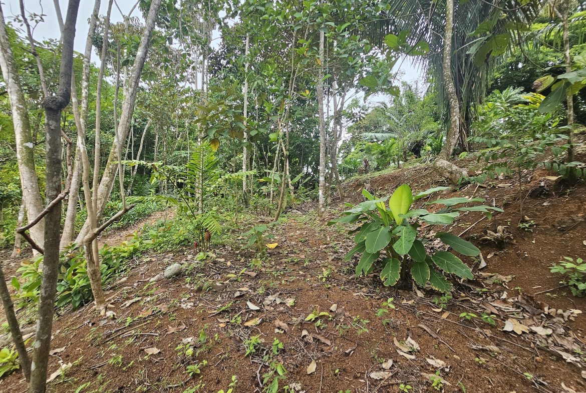 NEW 0.31 ACRES LOT IN UVITA !