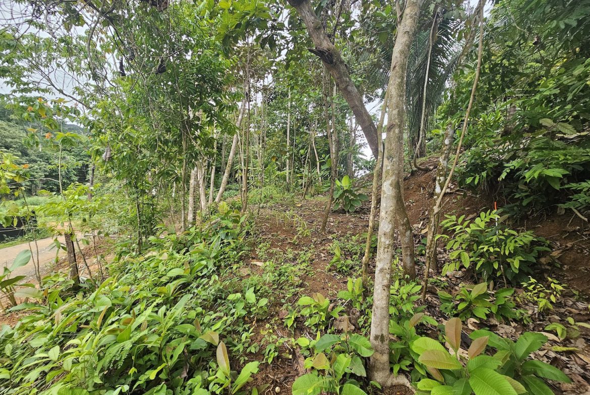 NEW 0.31 ACRES LOT IN UVITA !