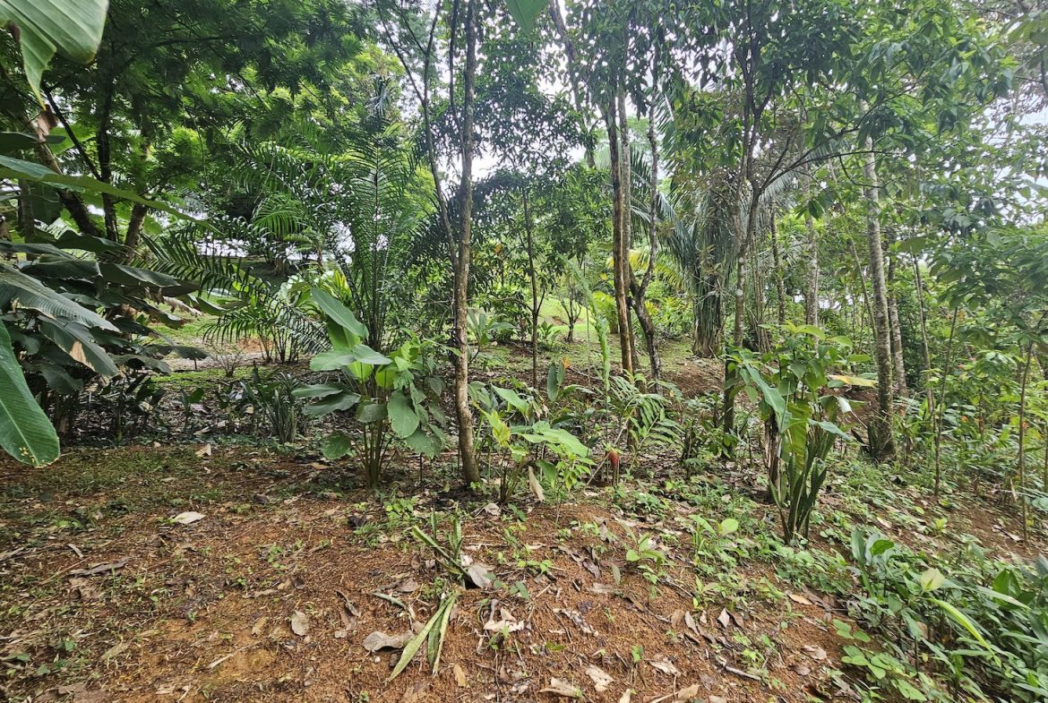NEW 0.31 ACRES LOT IN UVITA !