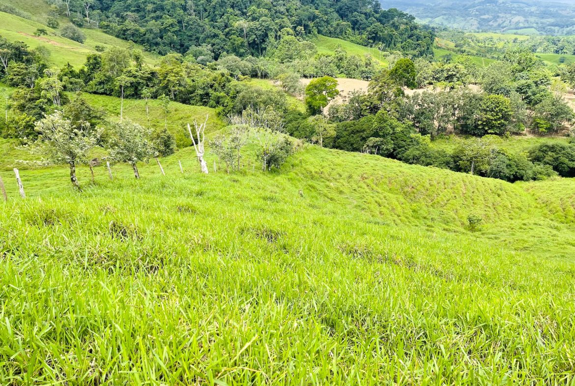 PROPERTY OF NEARLY 15 ACRES WITH A HOUSE AND NATURAL SURROUNDINGS , IN PLATANILLO