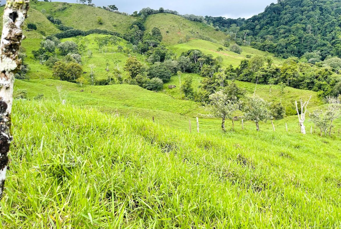 PROPERTY OF NEARLY 15 ACRES WITH A HOUSE AND NATURAL SURROUNDINGS , IN PLATANILLO
