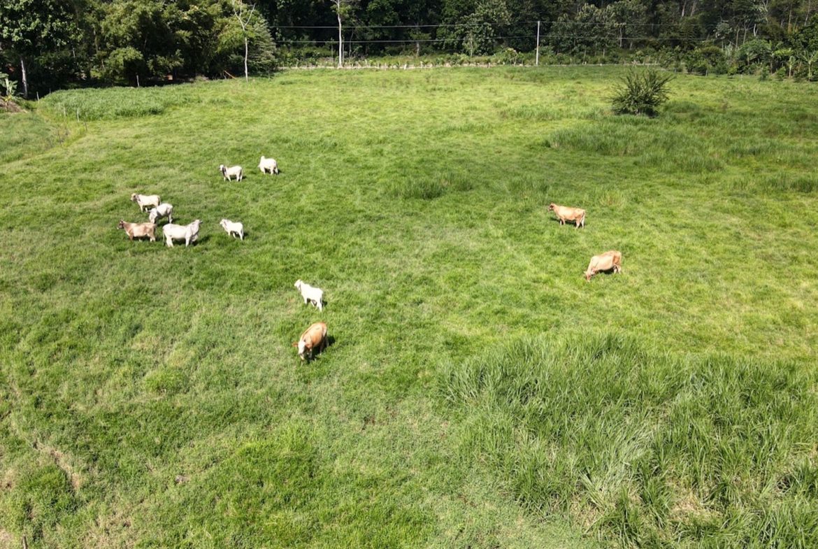 EXCEPTIONAL OPPORTUNITY FOR AGRICULTURAL AND RESIDENTIAL INVESTMENT IN SAN BUENAS WITH A PRIME 4.7 HECTARE FARM.