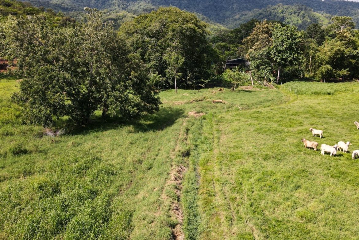 EXCEPTIONAL OPPORTUNITY FOR AGRICULTURAL AND RESIDENTIAL INVESTMENT IN SAN BUENAS WITH A PRIME 4.7 HECTARE FARM.