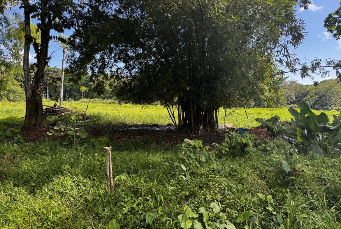 EXCEPTIONAL OPPORTUNITY FOR AGRICULTURAL AND RESIDENTIAL INVESTMENT IN SAN BUENAS WITH A PRIME 4.7 HECTARE FARM.