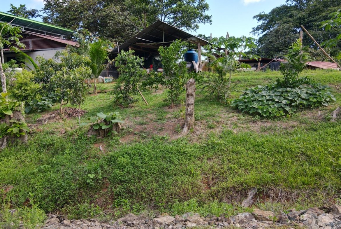 EXCEPTIONAL OPPORTUNITY FOR AGRICULTURAL AND RESIDENTIAL INVESTMENT IN SAN BUENAS WITH A PRIME 4.7 HECTARE FARM.
