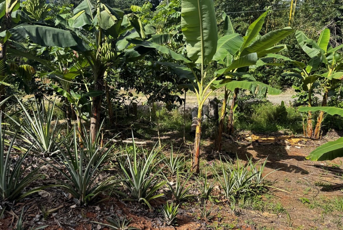 EXCEPTIONAL OPPORTUNITY FOR AGRICULTURAL AND RESIDENTIAL INVESTMENT IN SAN BUENAS WITH A PRIME 4.7 HECTARE FARM.