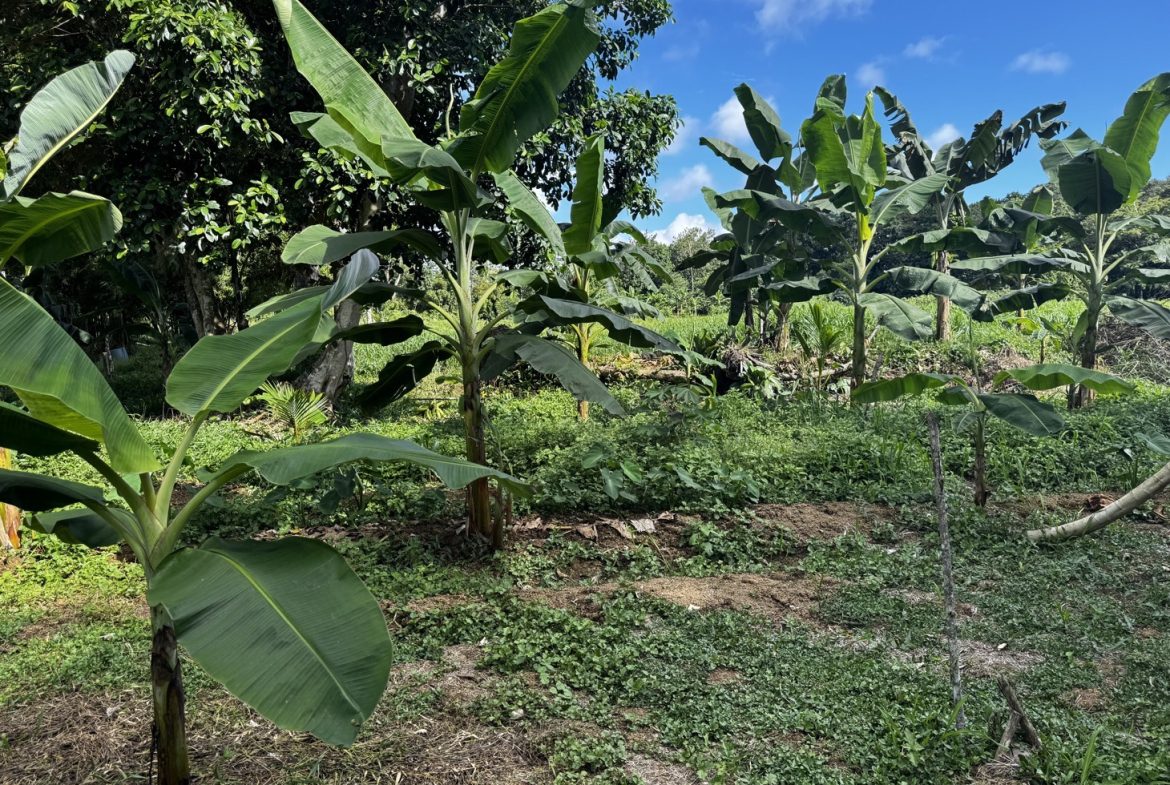 EXCEPTIONAL OPPORTUNITY FOR AGRICULTURAL AND RESIDENTIAL INVESTMENT IN SAN BUENAS WITH A PRIME 4.7 HECTARE FARM.