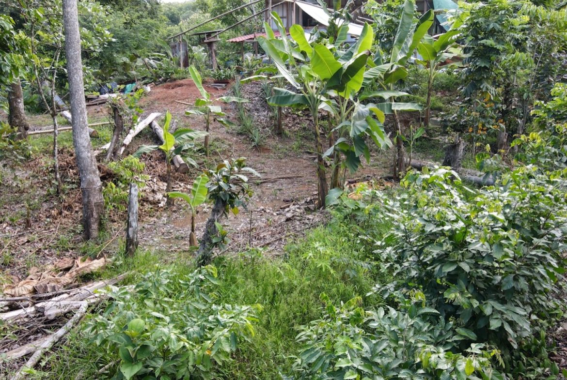 EXCEPTIONAL OPPORTUNITY FOR AGRICULTURAL AND RESIDENTIAL INVESTMENT IN SAN BUENAS WITH A PRIME 4.7 HECTARE FARM.
