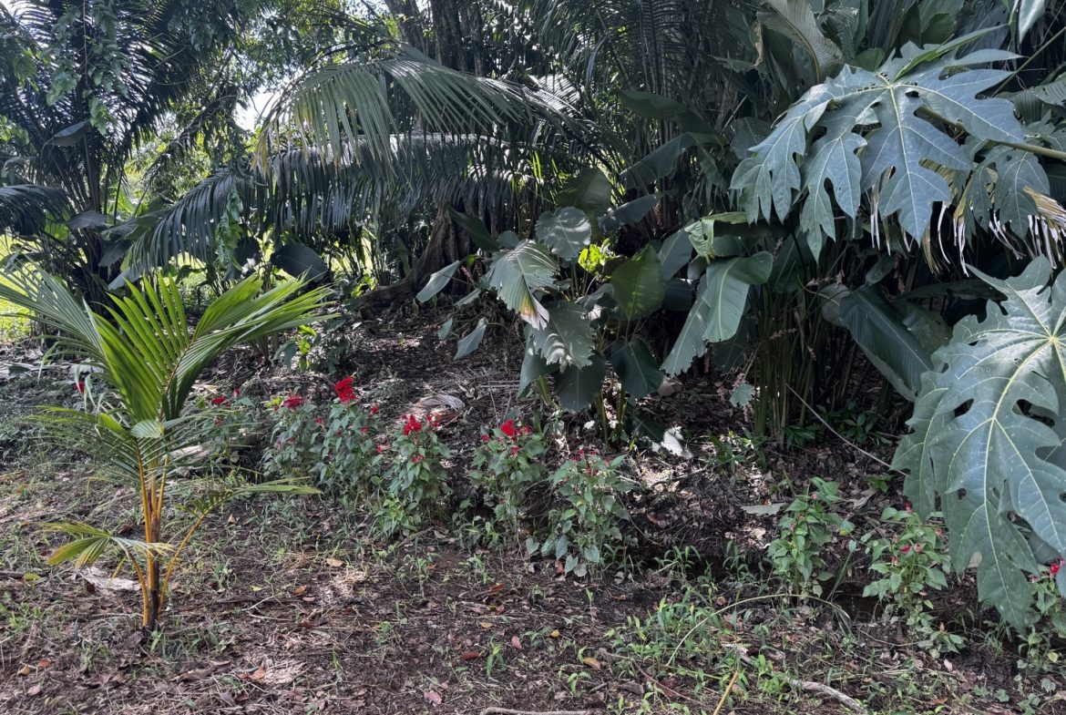 EXCEPTIONAL OPPORTUNITY FOR AGRICULTURAL AND RESIDENTIAL INVESTMENT IN SAN BUENAS WITH A PRIME 4.7 HECTARE FARM.