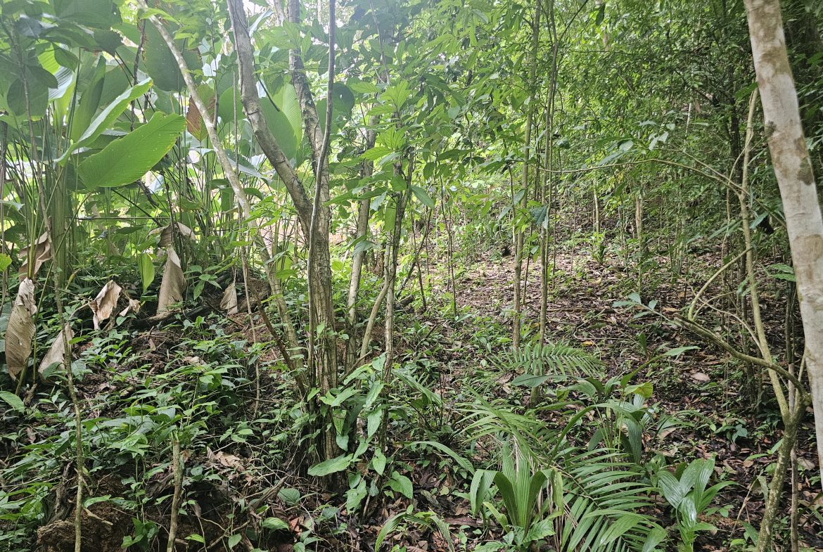 BEAUTIFUL LOT IN UVITA