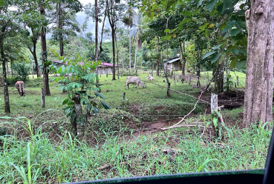 PROFITABLE INCOME – GENERATING FARM NEAR QUEPOS – 108 ACRES
