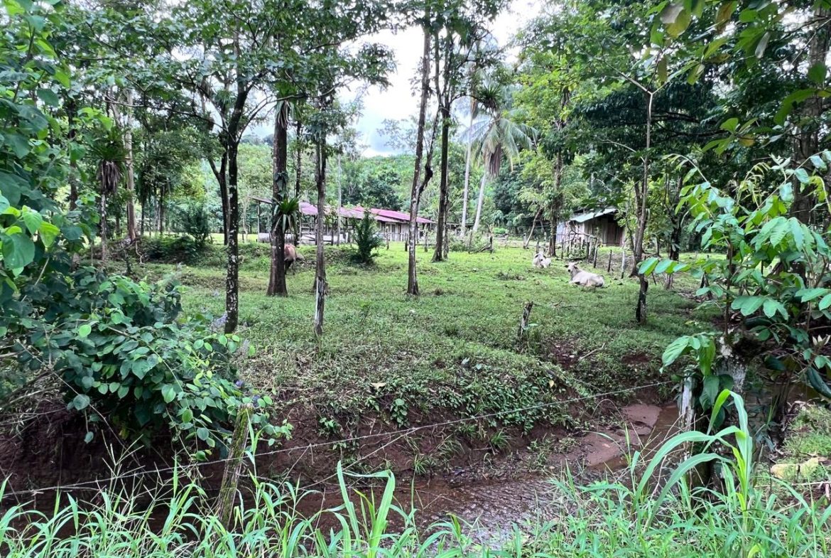 PROFITABLE INCOME – GENERATING FARM NEAR QUEPOS – 108 ACRES