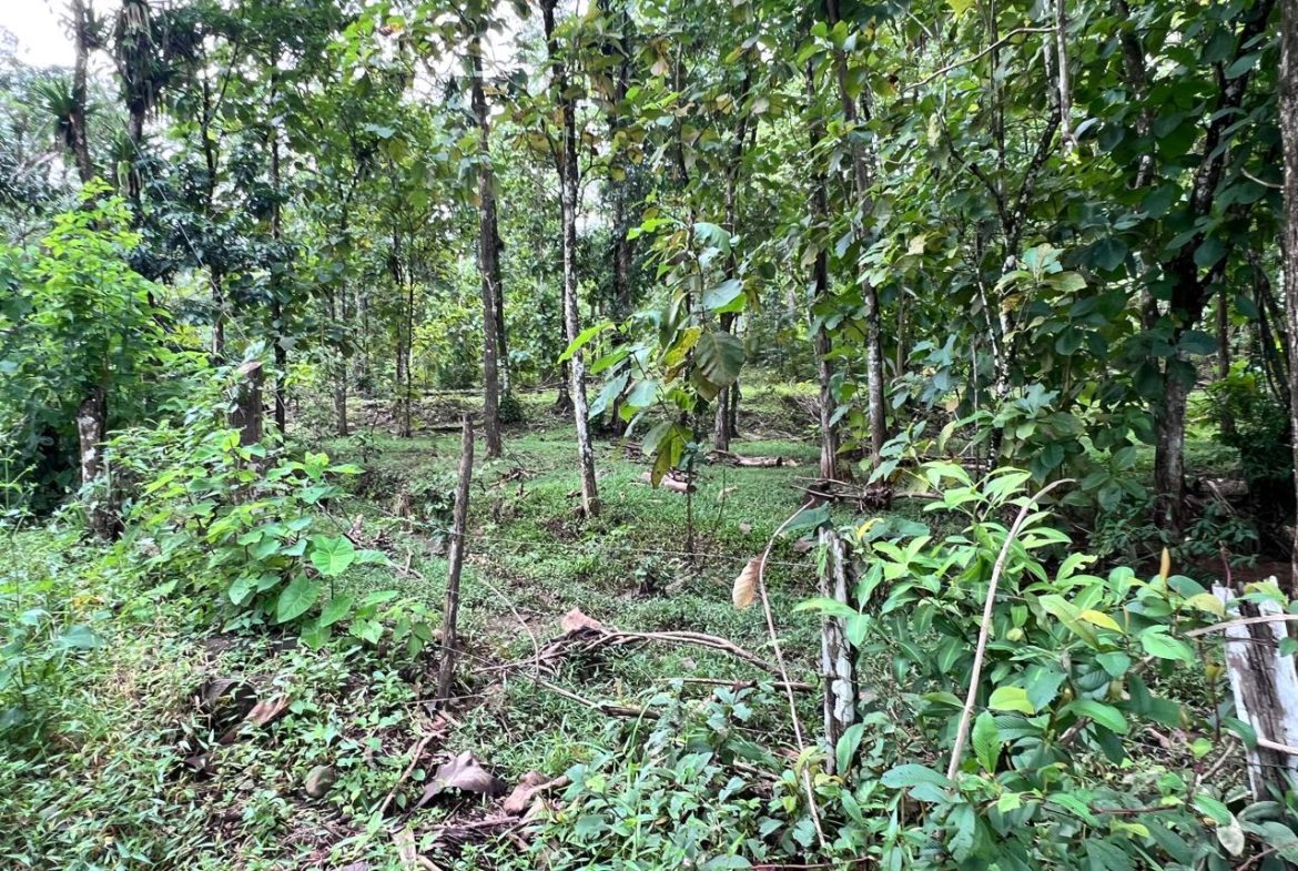 PROFITABLE INCOME – GENERATING FARM NEAR QUEPOS – 108 ACRES