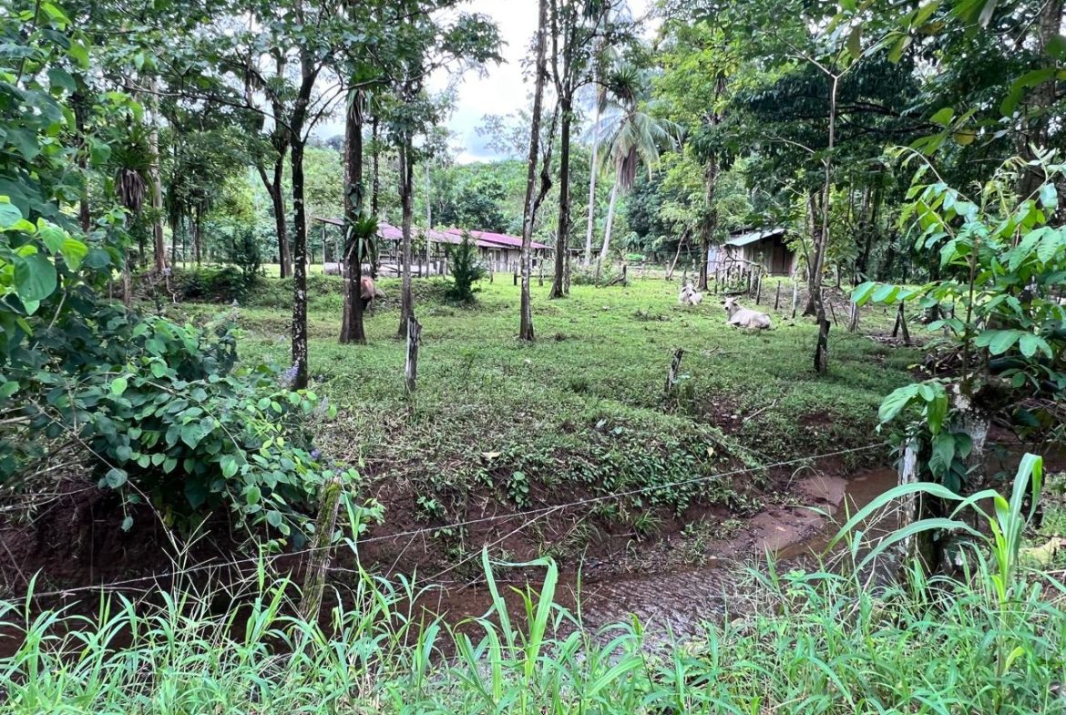 PROFITABLE INCOME – GENERATING FARM NEAR QUEPOS – 108 ACRES