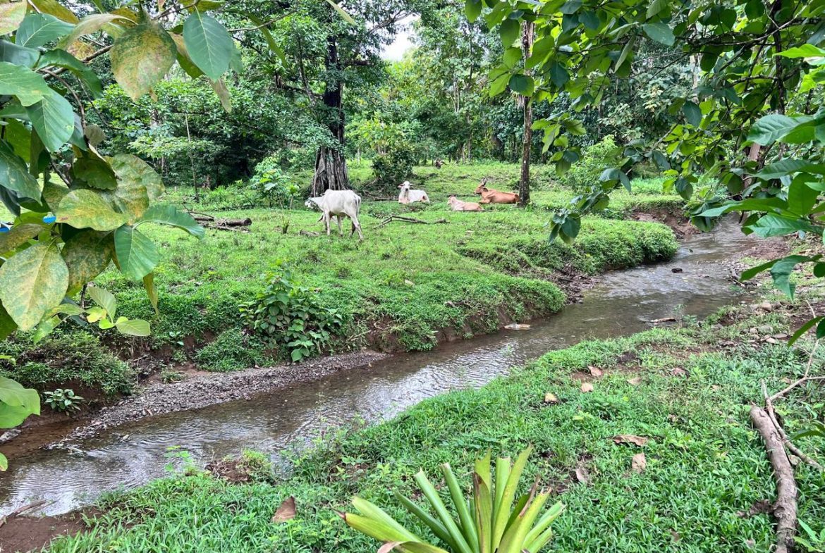 PROFITABLE INCOME – GENERATING FARM NEAR QUEPOS – 108 ACRES