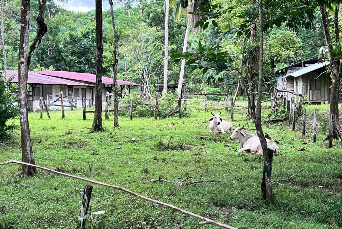 PROFITABLE INCOME – GENERATING FARM NEAR QUEPOS – 108 ACRES