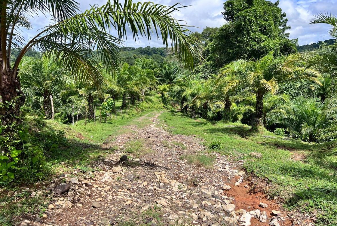 PROFITABLE INCOME – GENERATING FARM NEAR QUEPOS – 108 ACRES