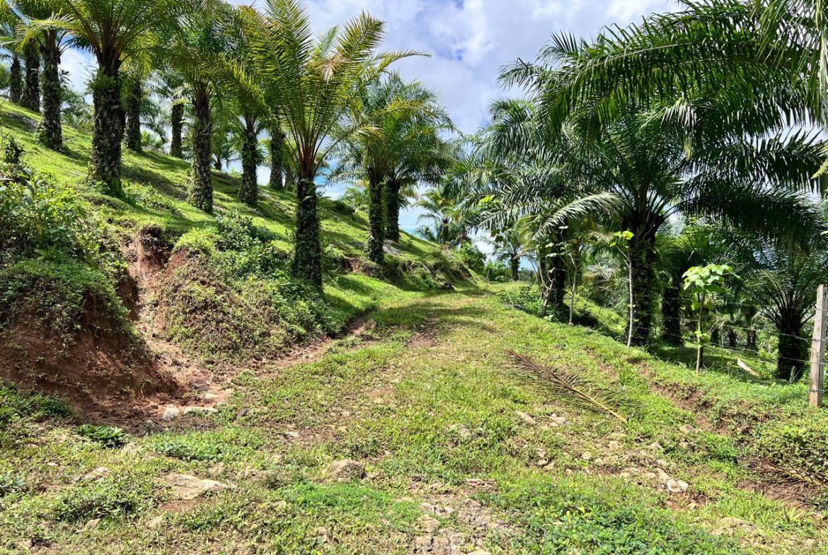 PROFITABLE INCOME – GENERATING FARM NEAR QUEPOS – 108 ACRES
