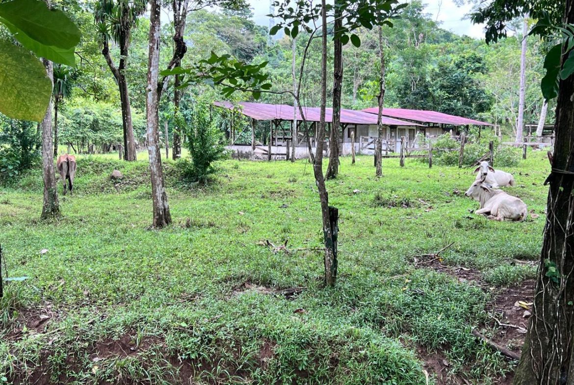 PROFITABLE INCOME – GENERATING FARM NEAR QUEPOS – 108 ACRES