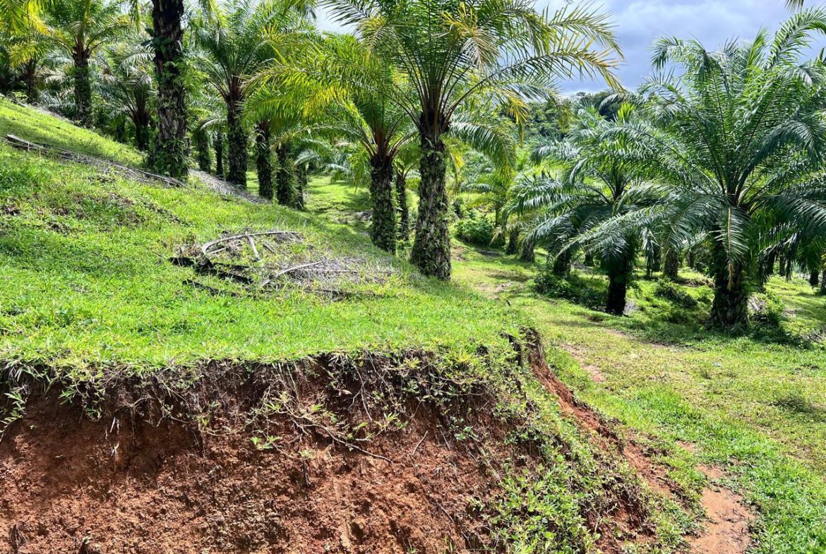 PROFITABLE INCOME – GENERATING FARM NEAR QUEPOS – 108 ACRES