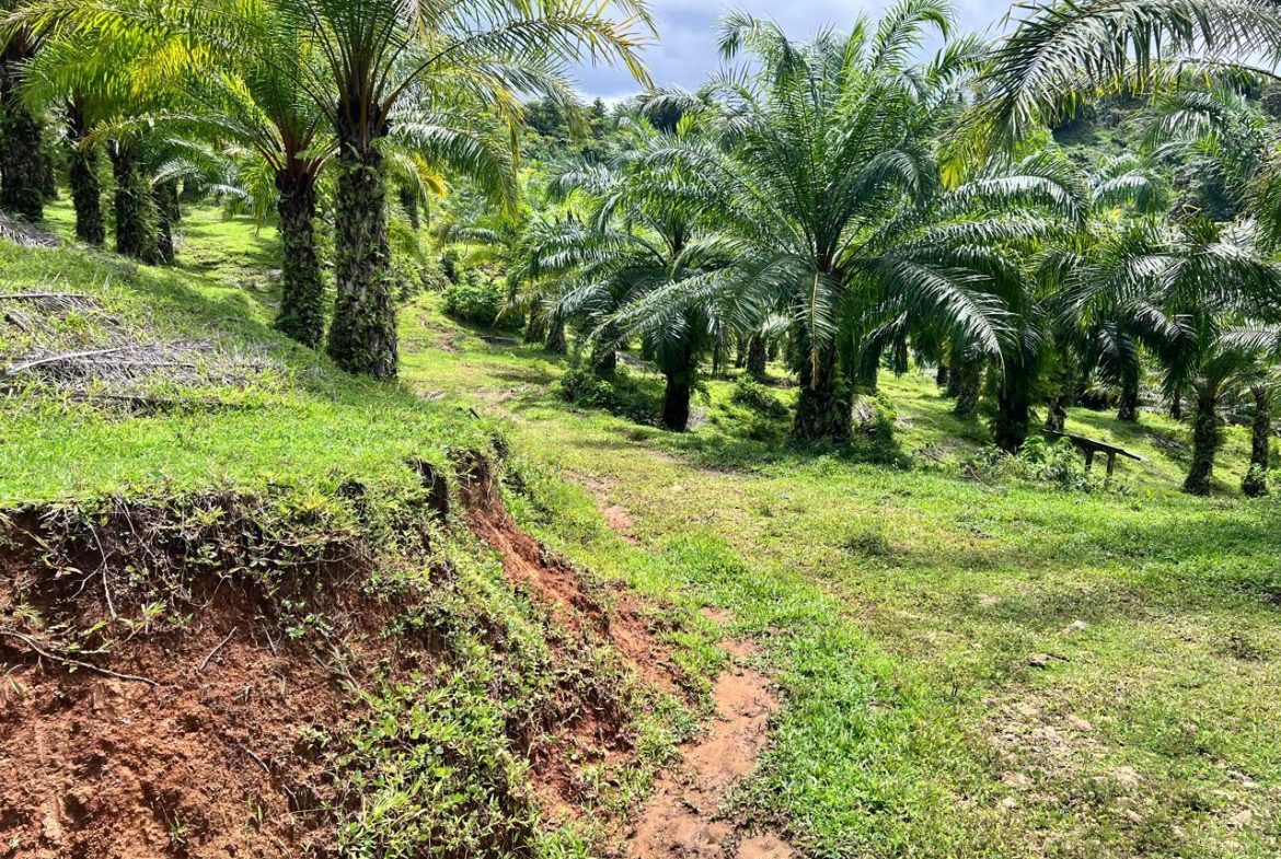 PROFITABLE INCOME – GENERATING FARM NEAR QUEPOS – 108 ACRES