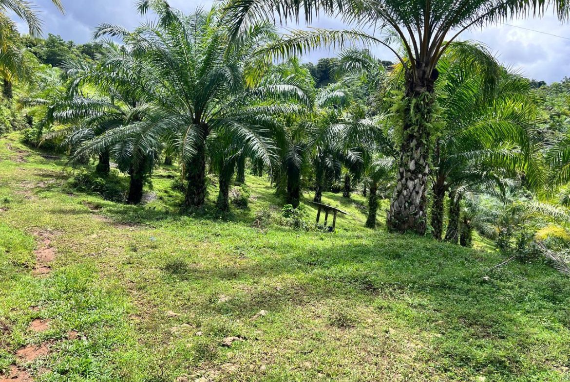 PROFITABLE INCOME – GENERATING FARM NEAR QUEPOS – 108 ACRES