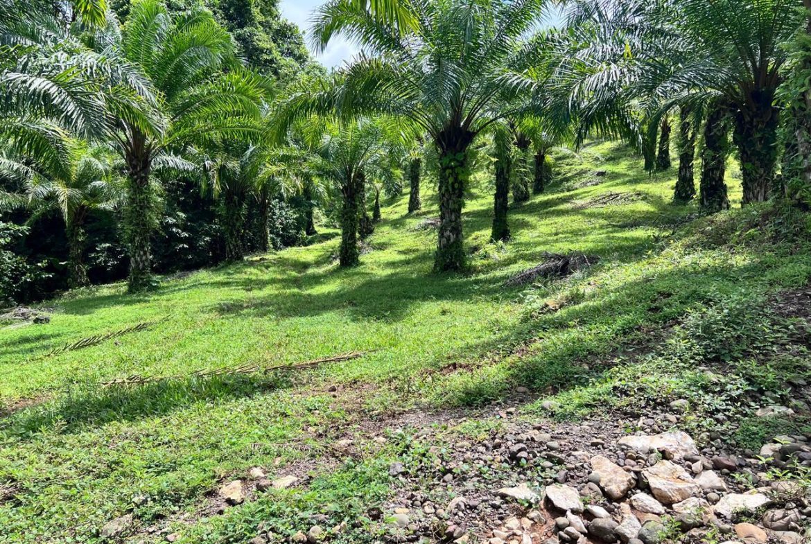 PROFITABLE INCOME – GENERATING FARM NEAR QUEPOS – 108 ACRES