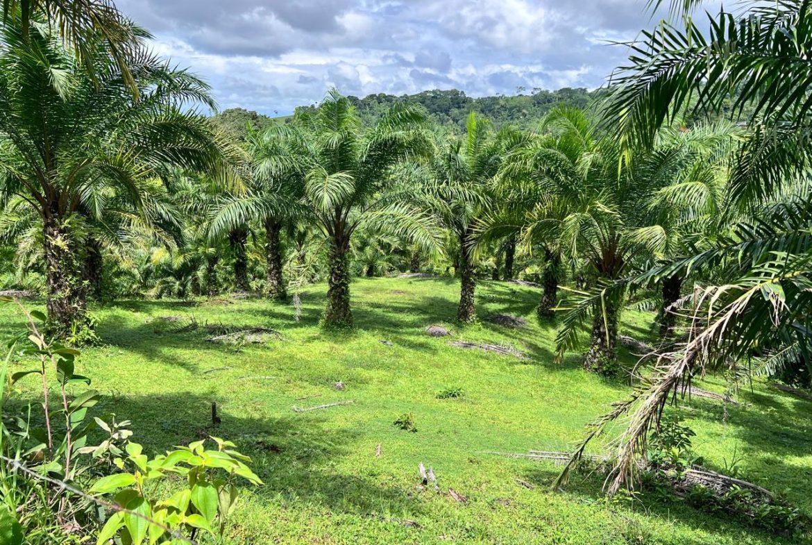 PROFITABLE INCOME – GENERATING FARM NEAR QUEPOS – 108 ACRES