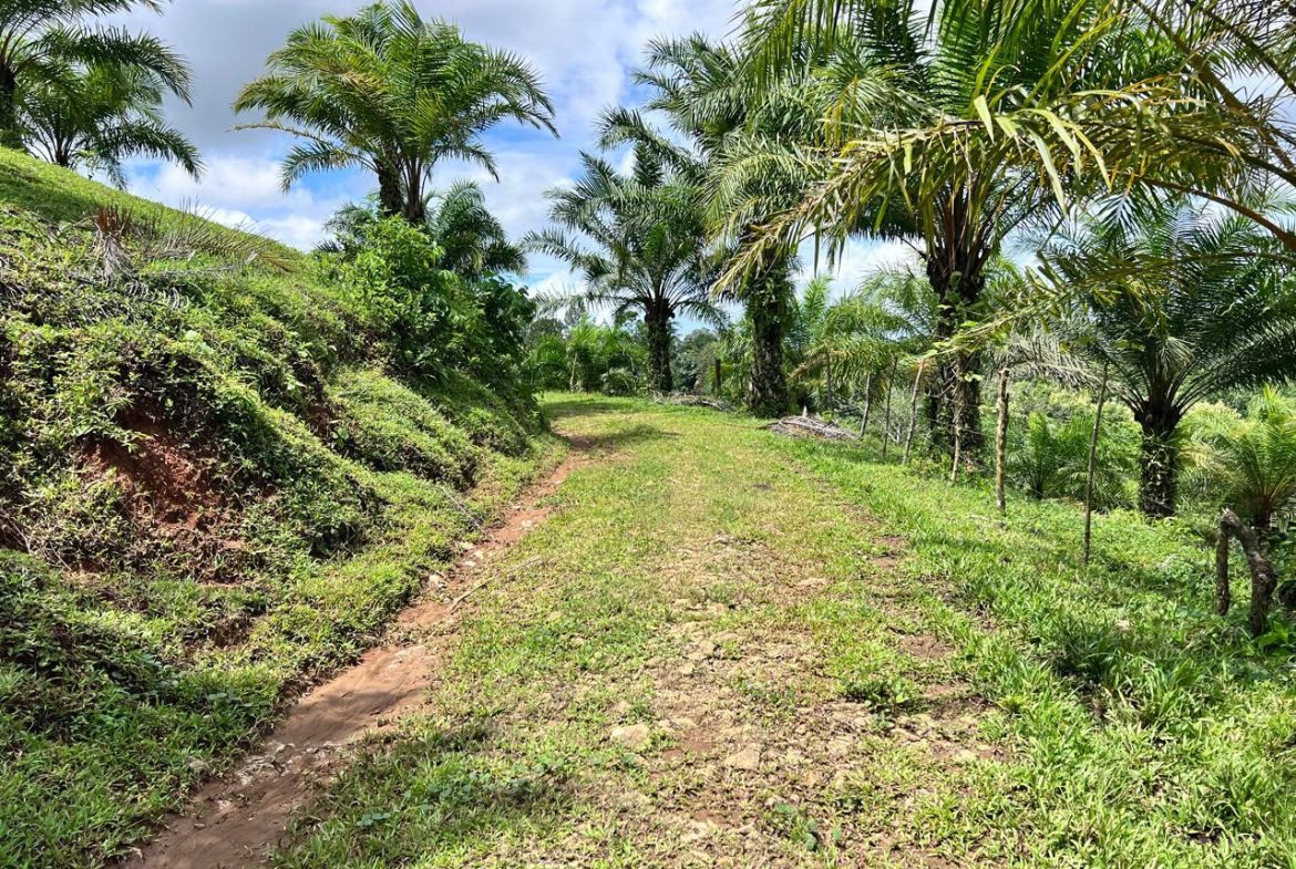 PROFITABLE INCOME – GENERATING FARM NEAR QUEPOS – 108 ACRES