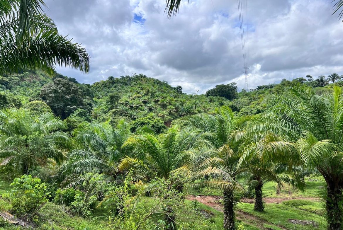 PROFITABLE INCOME – GENERATING FARM NEAR QUEPOS – 108 ACRES