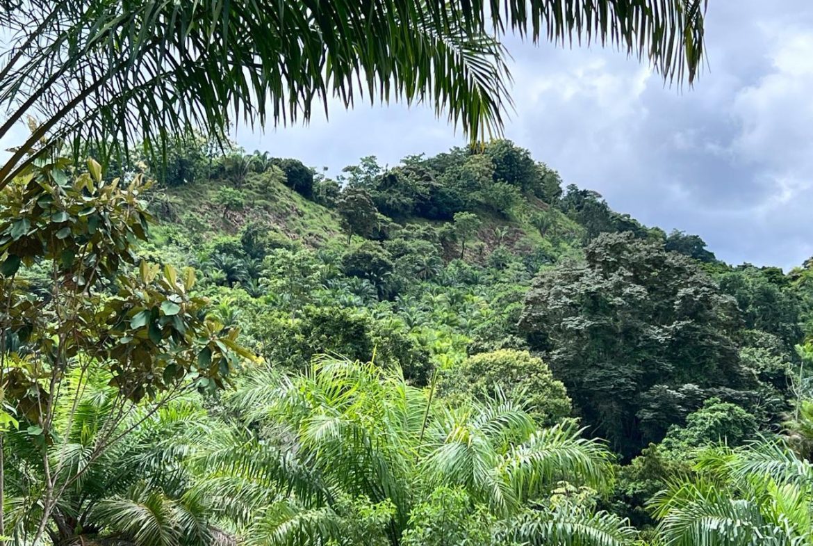 PROFITABLE INCOME – GENERATING FARM NEAR QUEPOS – 108 ACRES