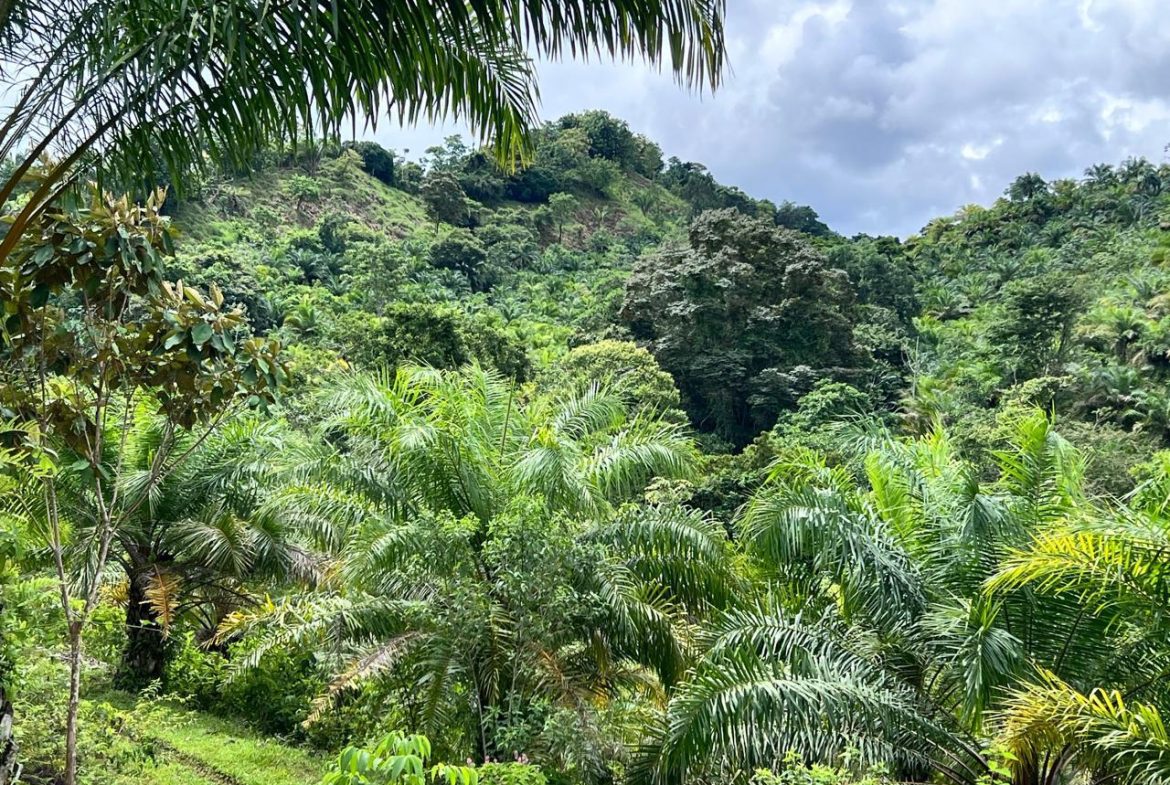 PROFITABLE INCOME – GENERATING FARM NEAR QUEPOS – 108 ACRES