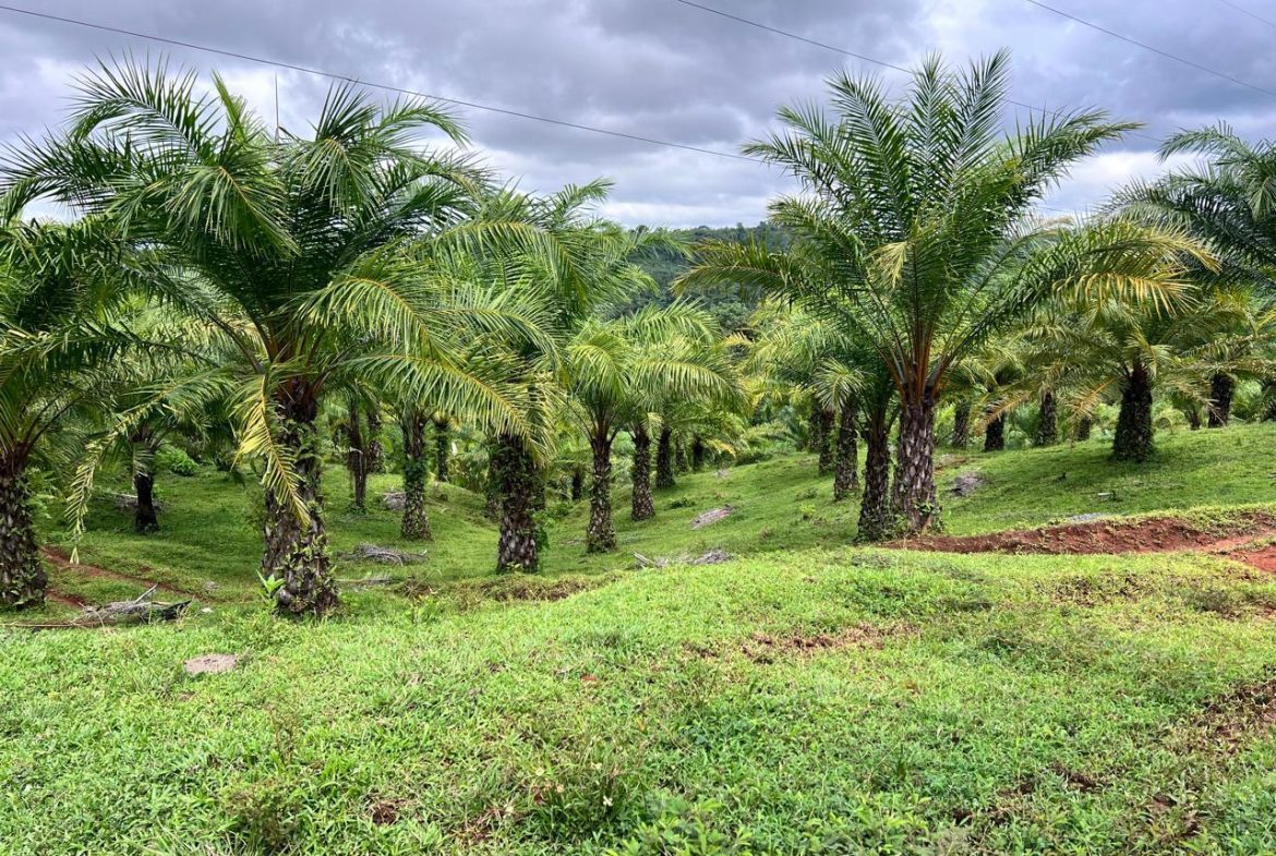 PROFITABLE INCOME – GENERATING FARM NEAR QUEPOS – 108 ACRES