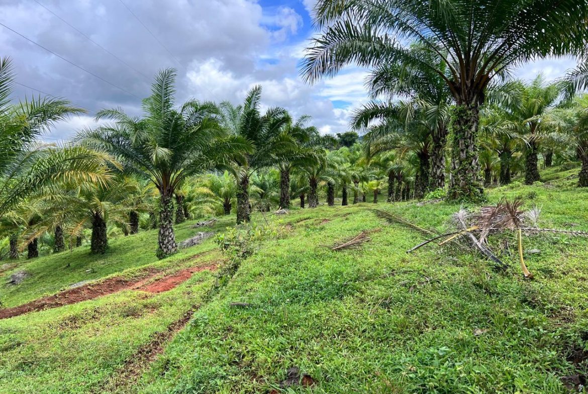 PROFITABLE INCOME – GENERATING FARM NEAR QUEPOS – 108 ACRES