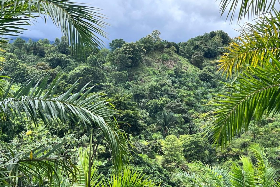 PROFITABLE INCOME – GENERATING FARM NEAR QUEPOS – 108 ACRES
