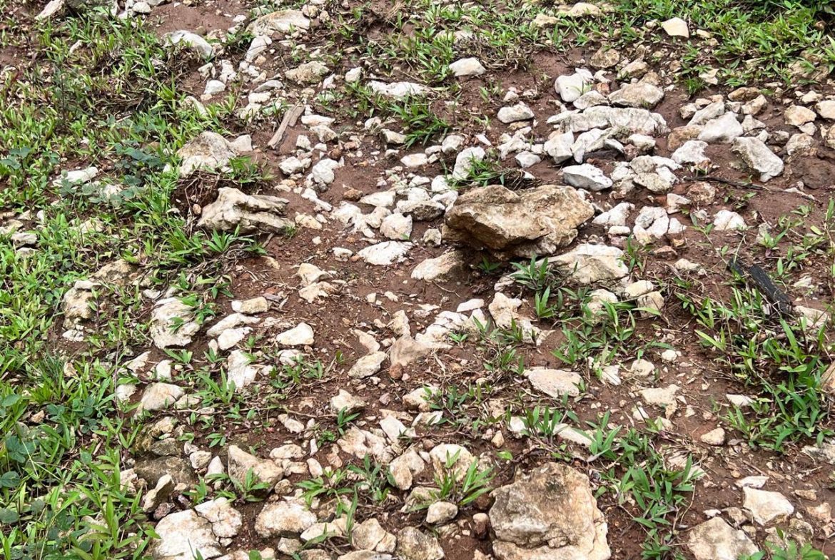 PROFITABLE INCOME – GENERATING FARM NEAR QUEPOS – 108 ACRES